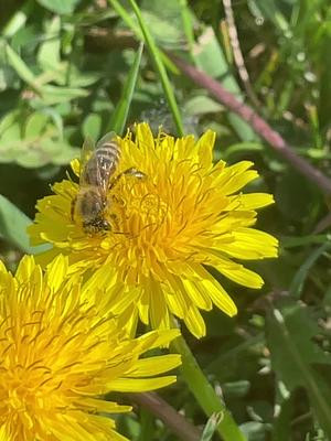 Albina după polen #albina #polen #floare #papadie #primavara 
