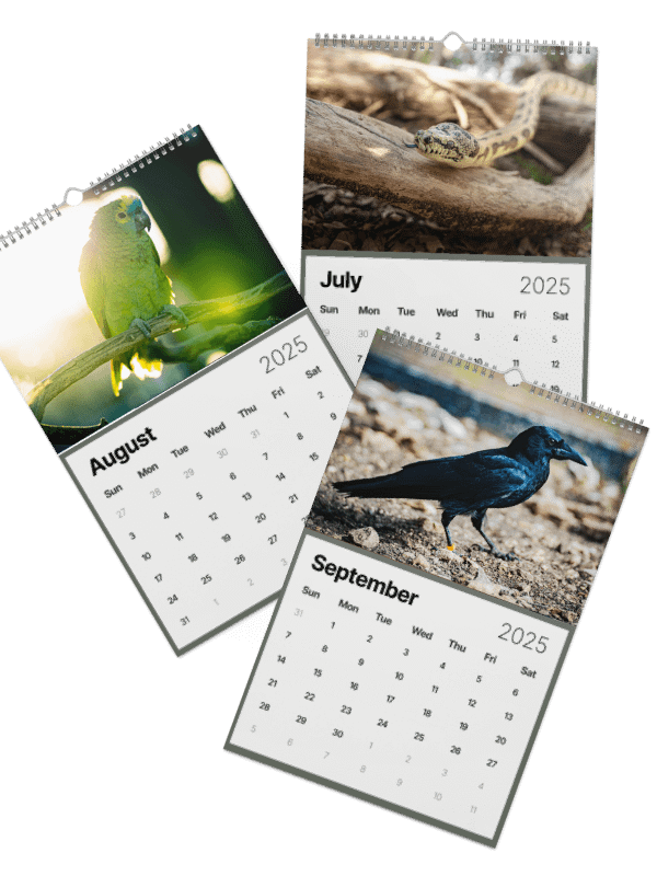 Alveus 2025 Calendar product image (38)