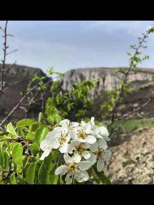 #spring #flower #mountain #cheileturzii 