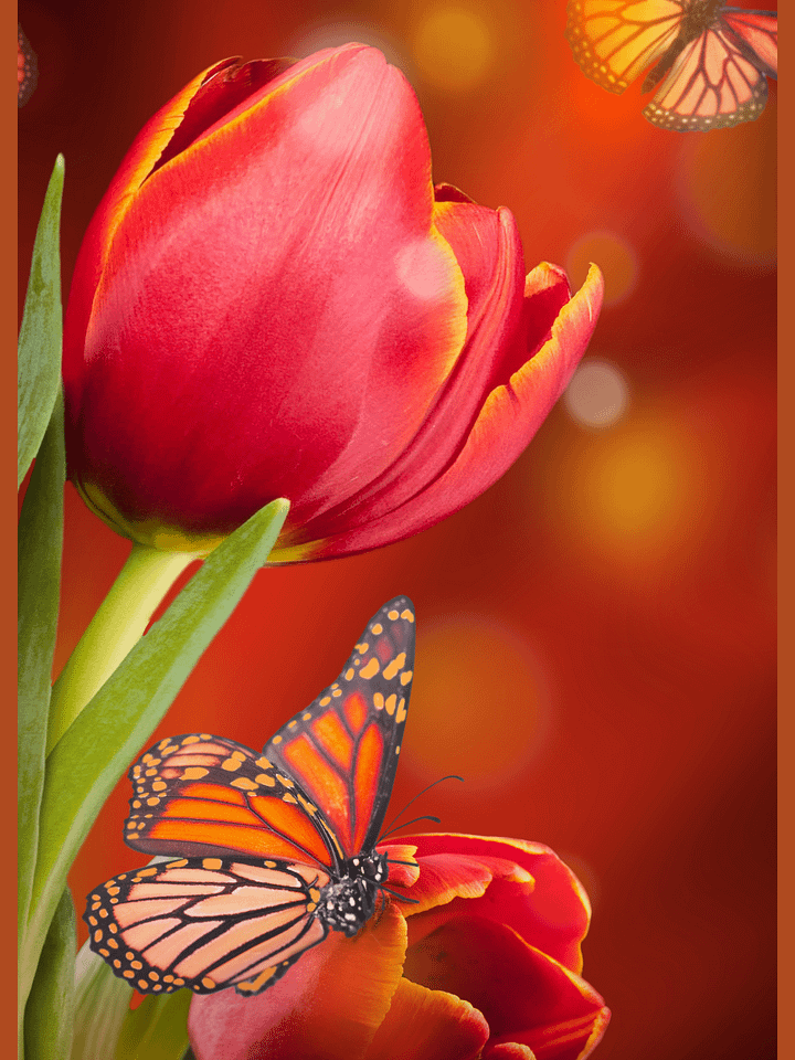 Mobile Wallpaper- Red Tulip product image (1)