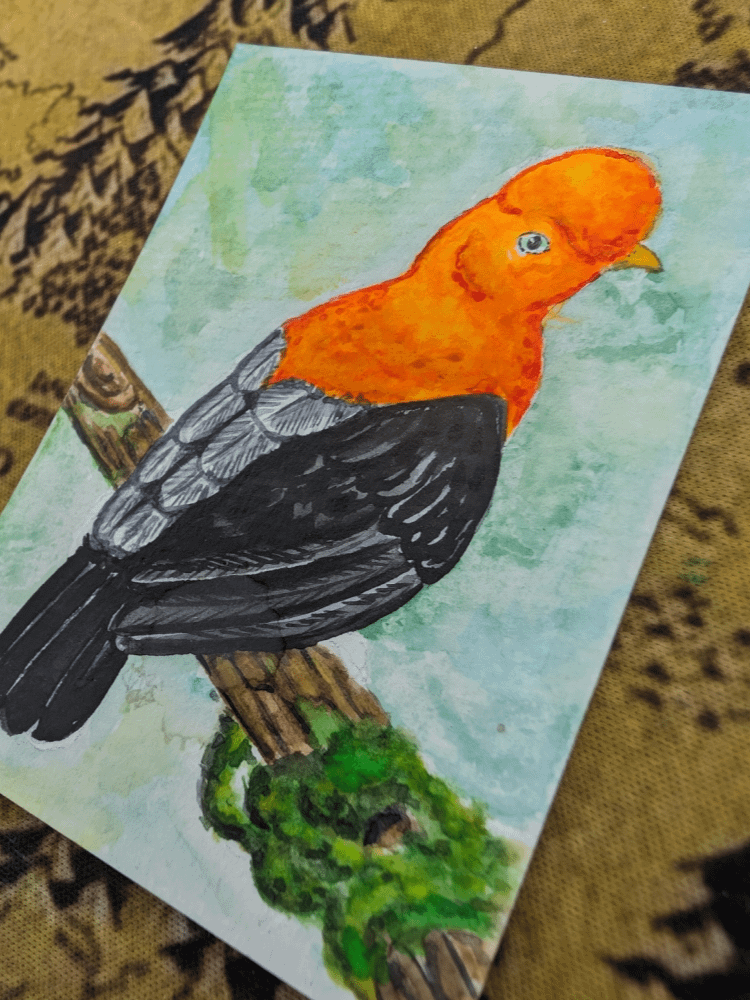 ATC: Cock of the Rock product image (2)