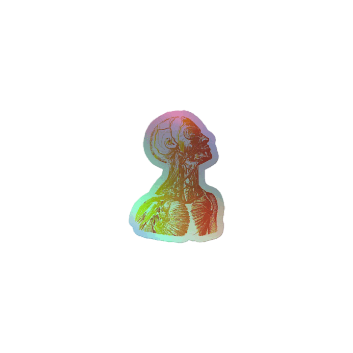 Anatomy - Head product image (1)