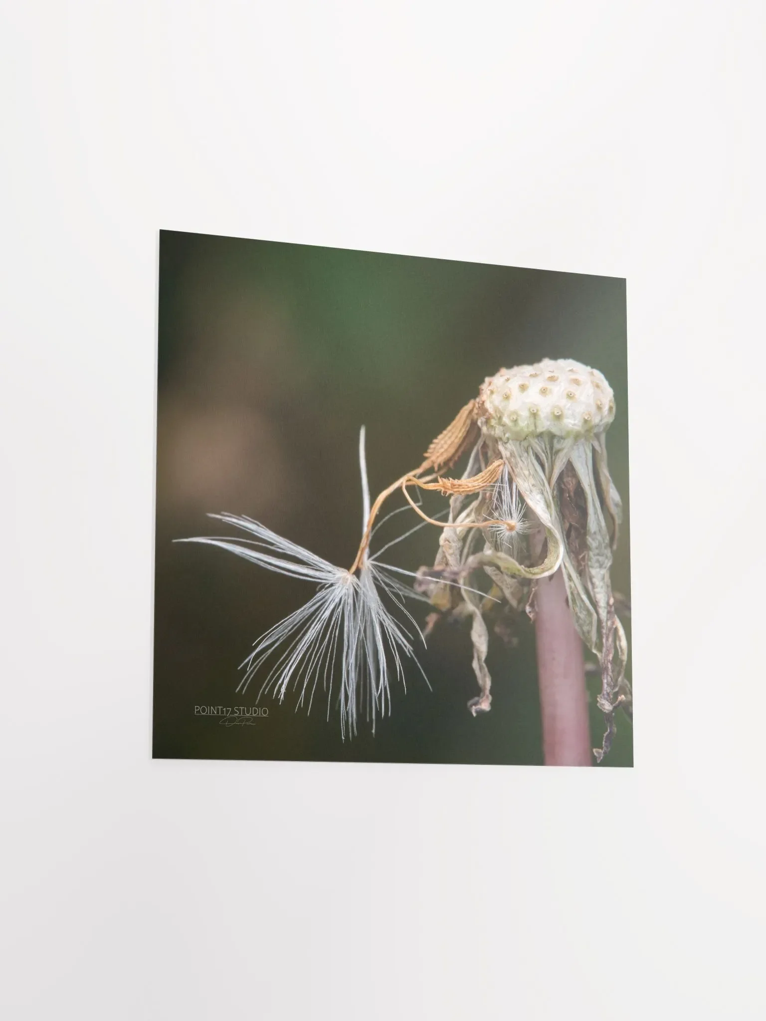 Dandelion #12 - Print product image (9)