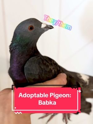 Babka has not had their sex DNA confirmed (they/them). They also have a sibling who is identical (Torte). Both are available for adoption and have similar personalities 🥰 Pigeons make ideal pet birds, as they are a domesticated species. No pigeon comes “out of the box” friendly, as pigeons have very people-specific bonds, but with time, love, and patience, anyone can build trust with their pet pigeon.  Adoption applications are on our Linktree and website. #pigeon #pigeonsaspets #petpigeons #adoptablepigeon #rescuepigeon 