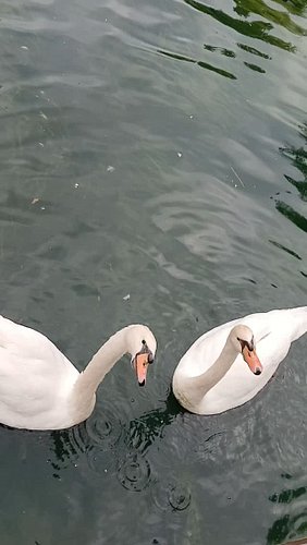 Hungry swans

#beautiful #swans