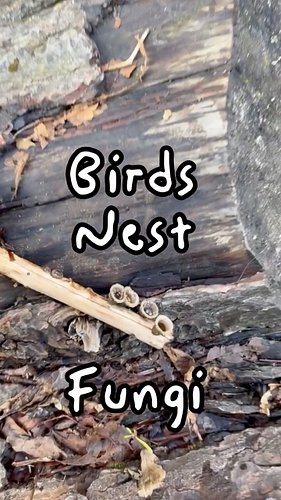 🦉🪺 BIRDS NEST FUNGI 🍄

One of the coolest looking fungi on earth, Birds Nest Fungi is found on every continent except Antarct...