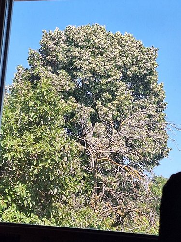 Neighbor's beautiful tree
#funtime3freddy3 #funtime3freddy3records #neighbor #beautiful #tree