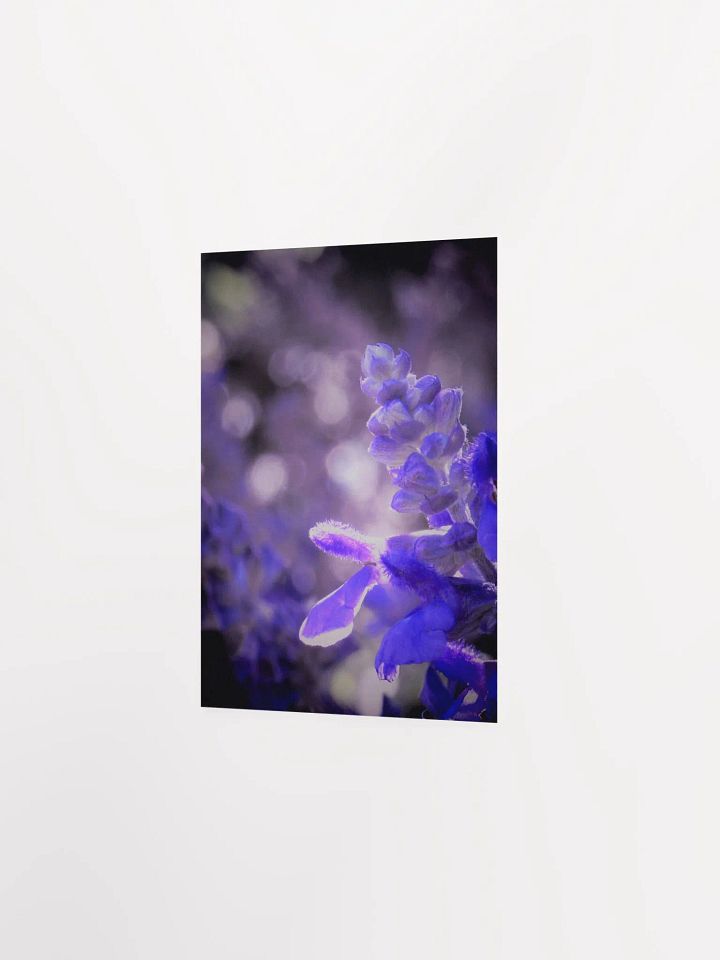 Wisteria 4 product image (15)