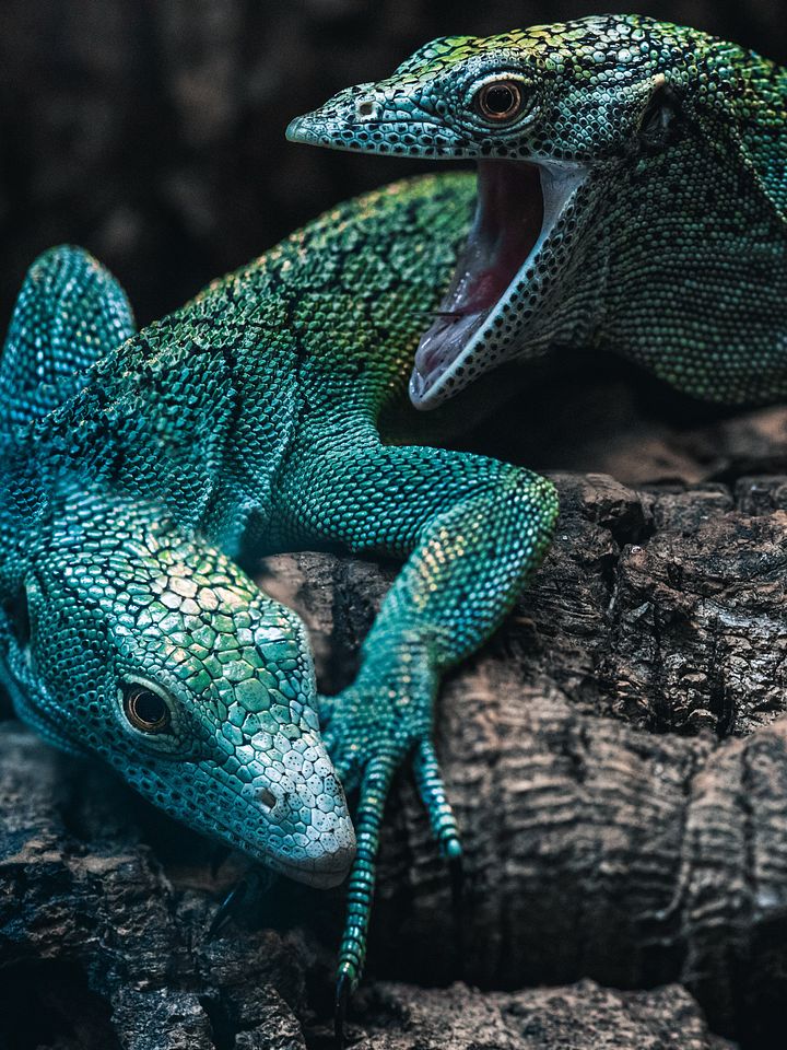 Pair Of Blue Green Tree Monitors product image (1)
