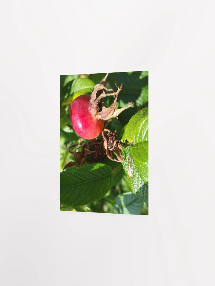 Rose Hip [Poster] product image (2)