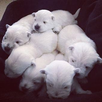 Which color you like best?
Coment below 👇
.
.
.
.
#puppylove #dogsofcolor #ilovemydog #puppies #whitepuppy #greypuppy #brownp...