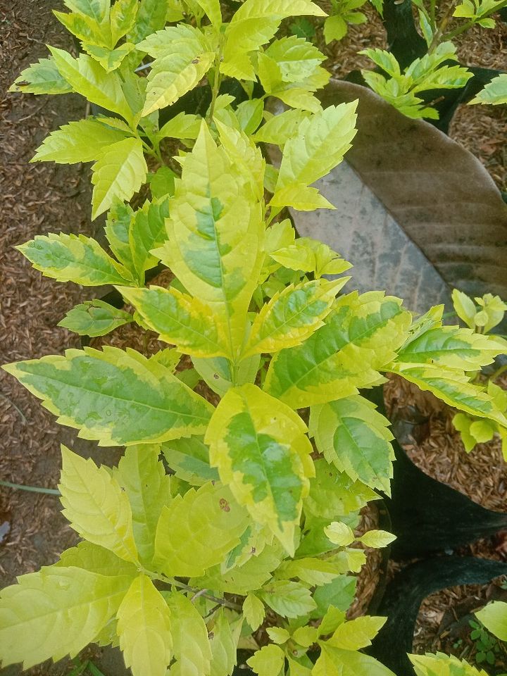 Tanaman bunga terang bulan product image (1)