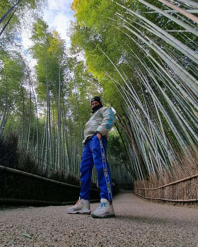 I like bamboo forests now