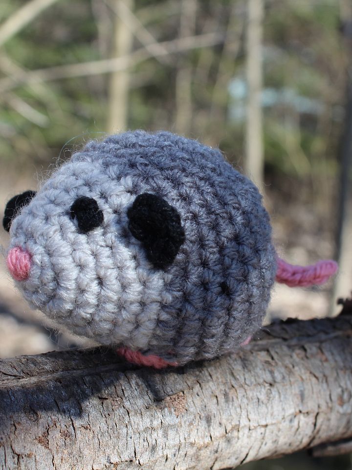 Curious Opossum product image (1)
