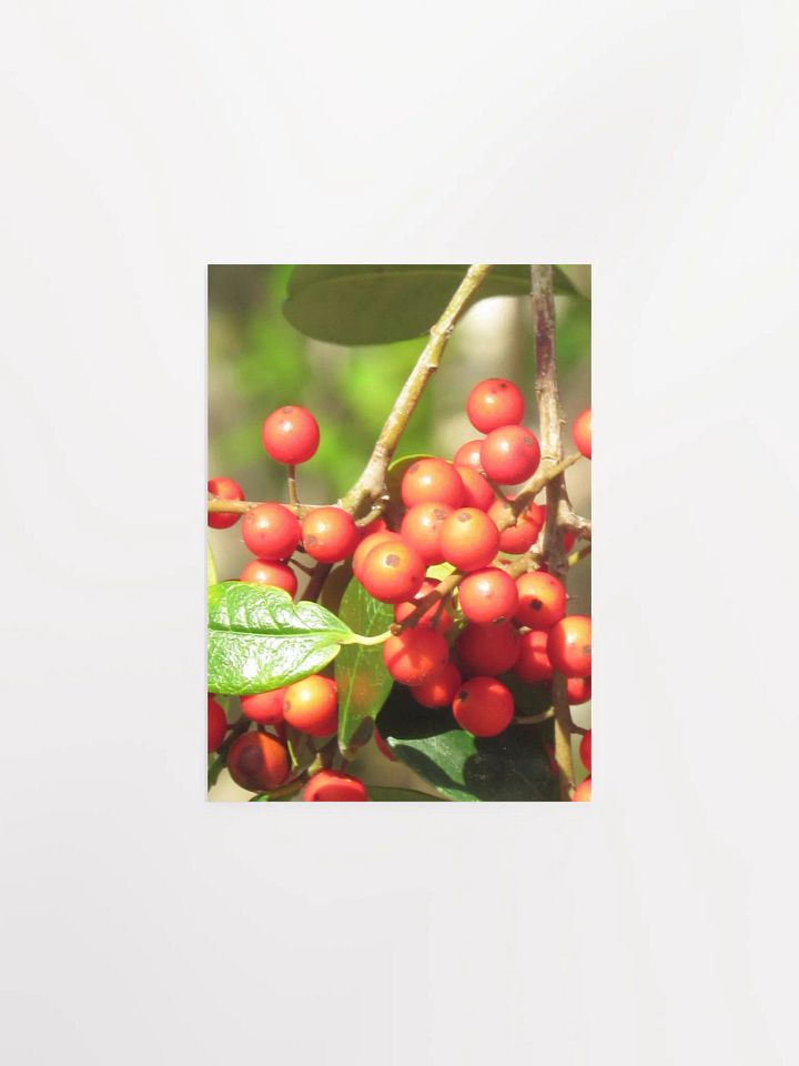 Ilex Cassine product image (5)