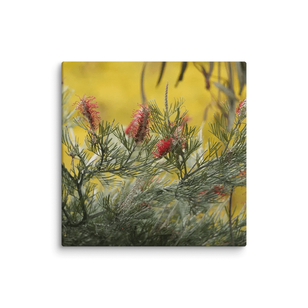 Banksia on a Canvas product image (1)