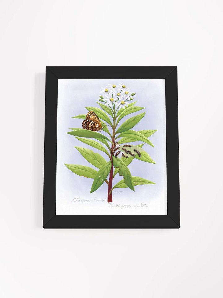 Harris' Checkerspot Butterfly & cats product image (1)