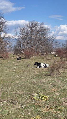 It’s a beautiful day to go see a 🐮 
#cows #cowsallday #cowsfordays #cowsofig #cowsofinstagram #cowsmakemehappy #cowsinfields ...