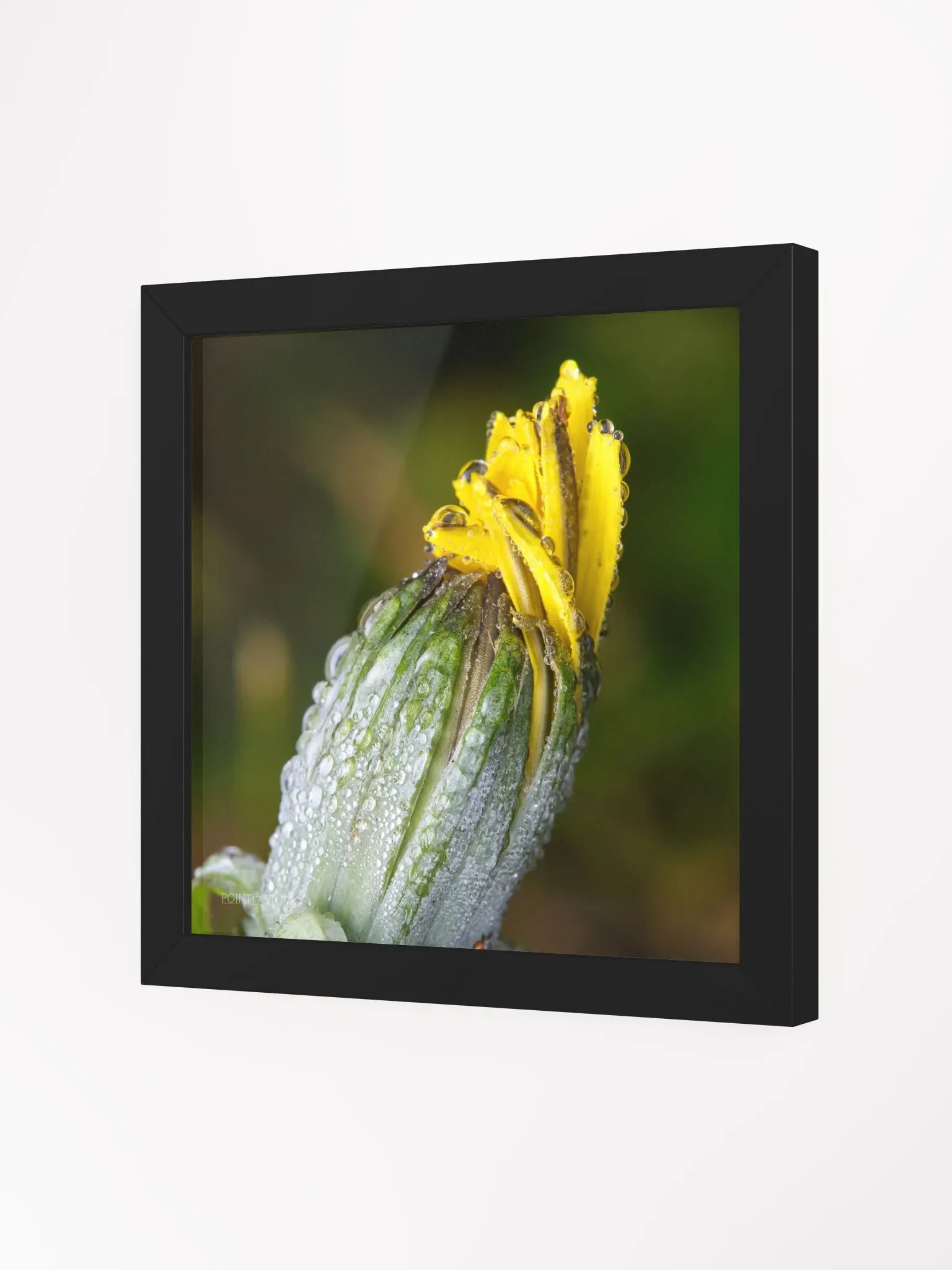 Dandelion #6 - Framed Print product image (2)