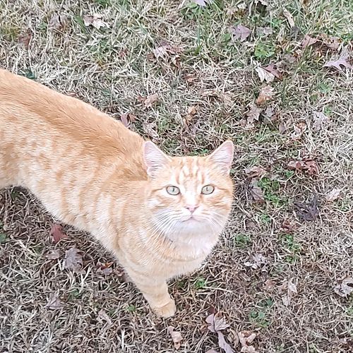 Jasper #cats