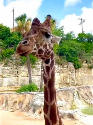 My good angle🦒 @San Antonio Zoo 