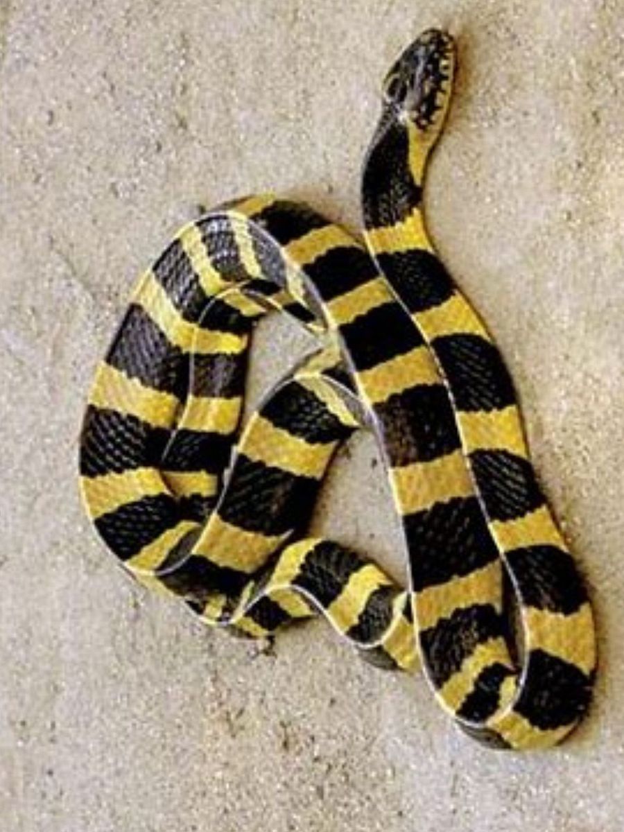 Top 20 of the most venomous Snakes Worldwide product image (2)