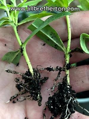Make FREE Penstemon plants #beginnergardening #nononsensegardening #beginnergardeninghacks 