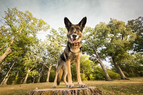 Meet Gia, the pup who loves the spotlight! 🌟 Her Bark In The Park session with her hoomans was full of smiles, cuddles, and p...