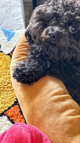 feeling under the weather,🤒
bumbum hurts.🥴

@cutelittlepupsofig 
@poodlemylife 
@poodlelove