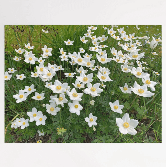 Spring Meadow of White Anemone Flowers product image (1)