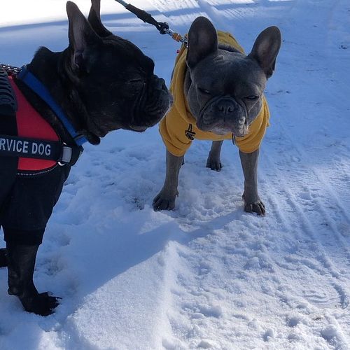 Their first time in the snow ⛄️