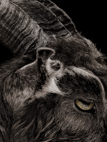 GOAT product image (1)