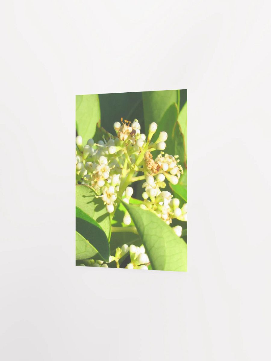 Sweet Viburnum product image (23)
