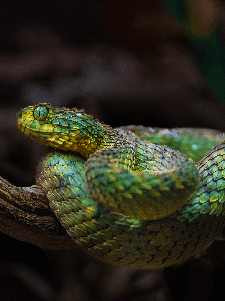 Green Bush Viper product image (1)