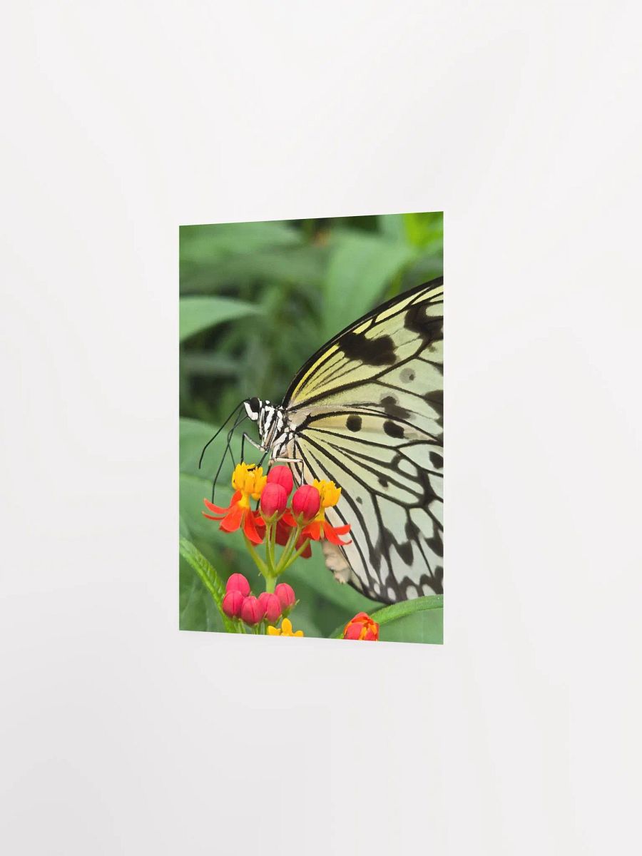 Paper Kite Tropical Butterfly Poster 5x7" product image (1)