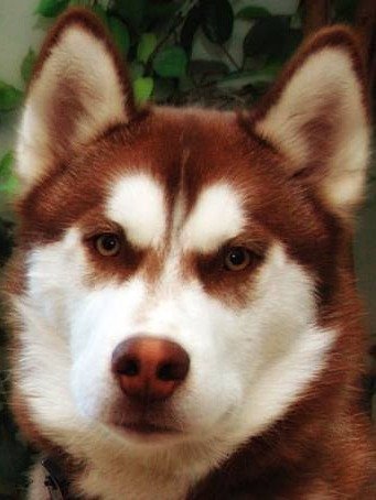 Green-Eyed Husky Digital Design product image (1)