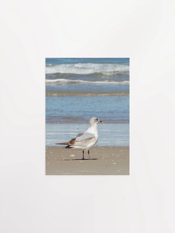 Beach Bird 2 product image (5)