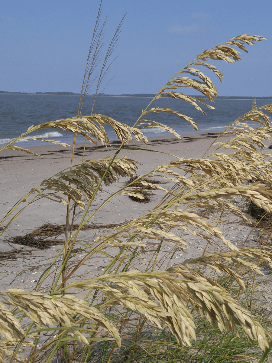 Beach Life product image (1)