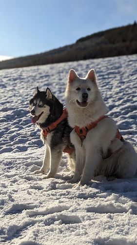 #AlaskanShepherd Nix & #Husky Nova! 🐺🥰