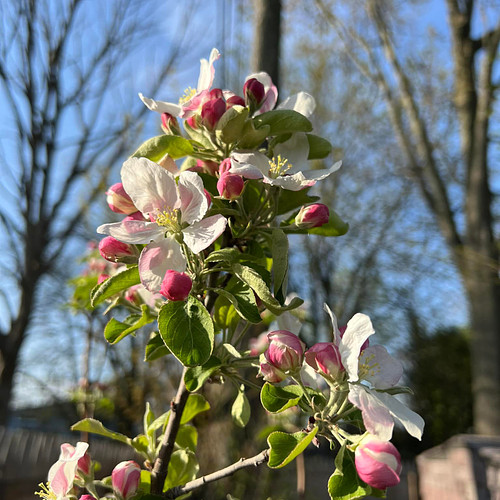 My grandparents had apple trees when I was growing up, but it don’t remember the blossoms being this pretty. These are from t...