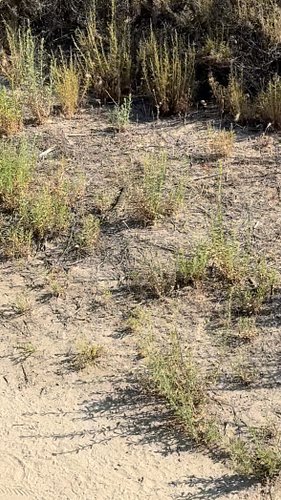 Big rattlesnake encounter while out with the horses! 🐍 😳  #rattlesnake #socal #trailride #equestrian #snake