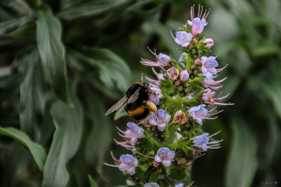 Fine Art - The Alliance of Nectar product image (1)