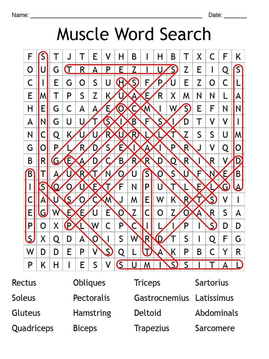 Muscle Word Search: Flex Your Brain with 16 Key Terms! product image (2)
