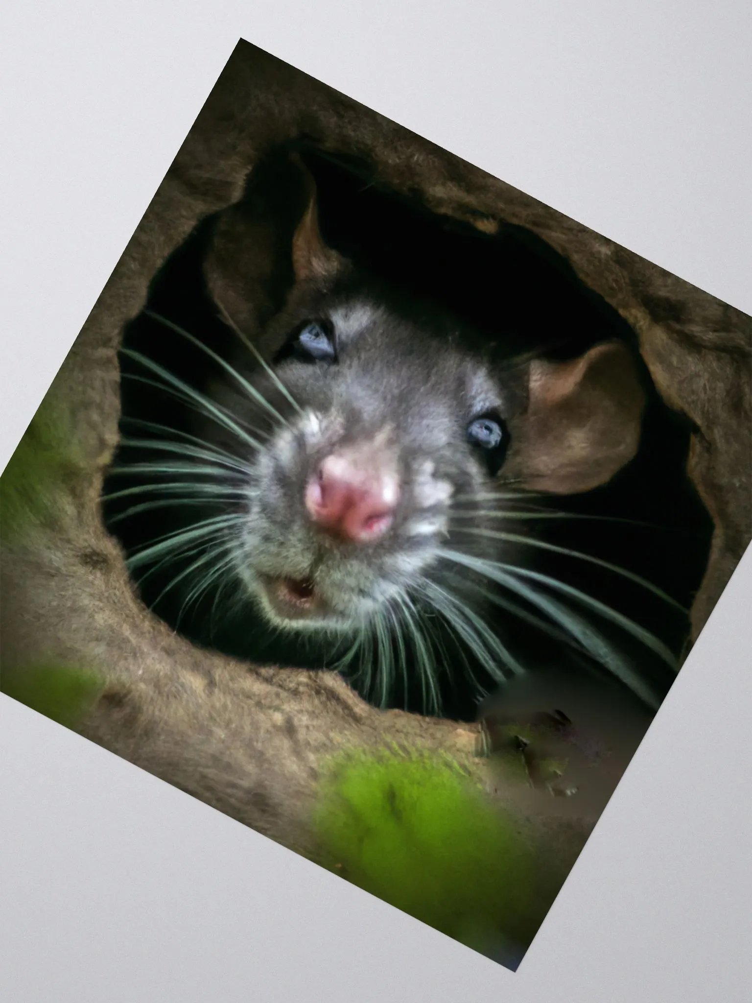 black rat in hole sticker product image (4)