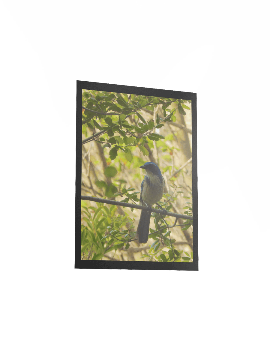 Jay product image (3)