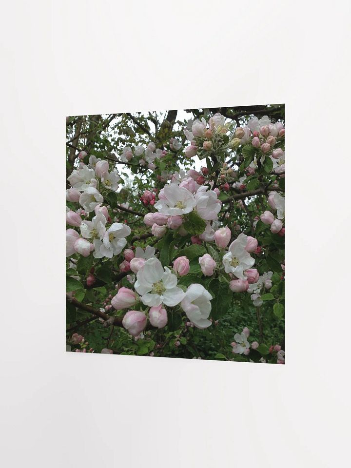 Apple Blossoms III product image (2)