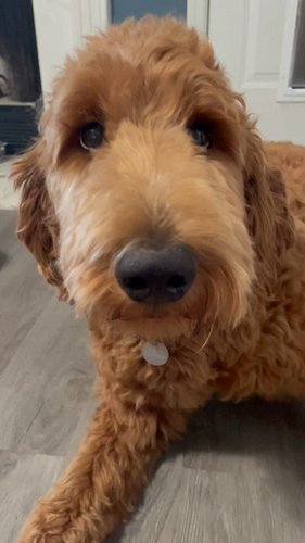 Get a dog that doesn’t shed, they said 🙄 
.
‘Tis the season to remove that winter coat so the Doodle can enjoy all of her out...