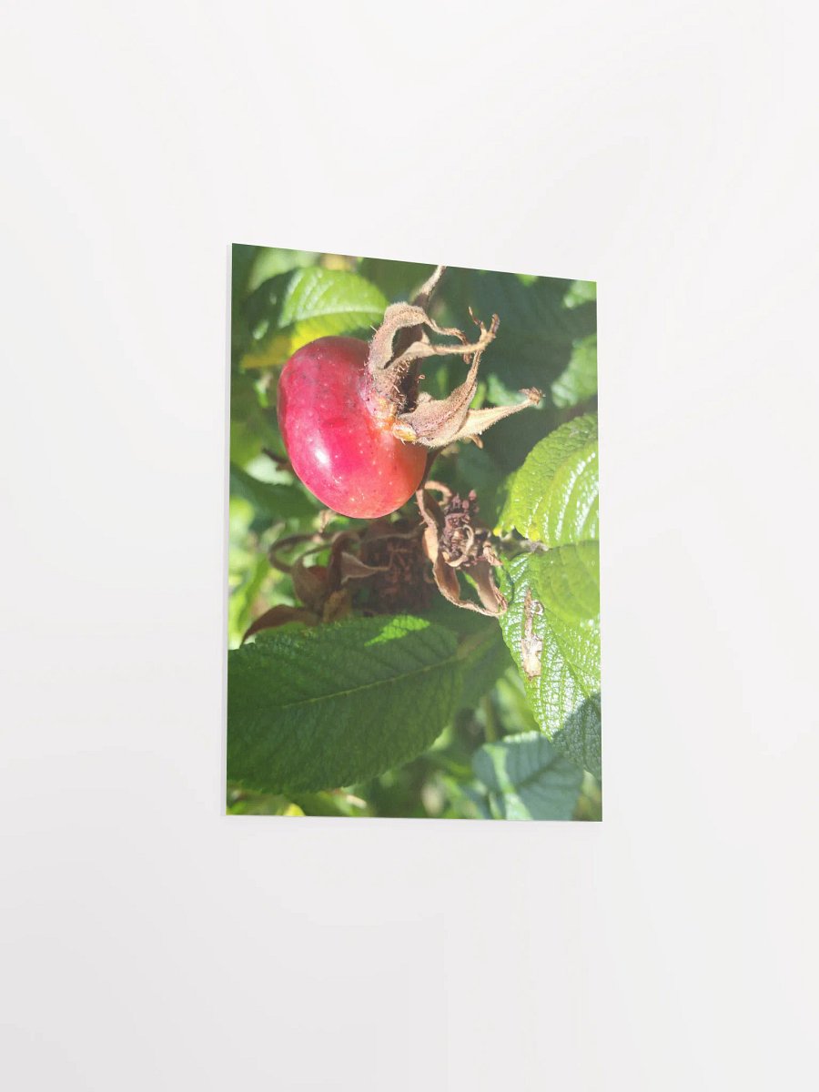 Rose Hip [Poster] product image (3)