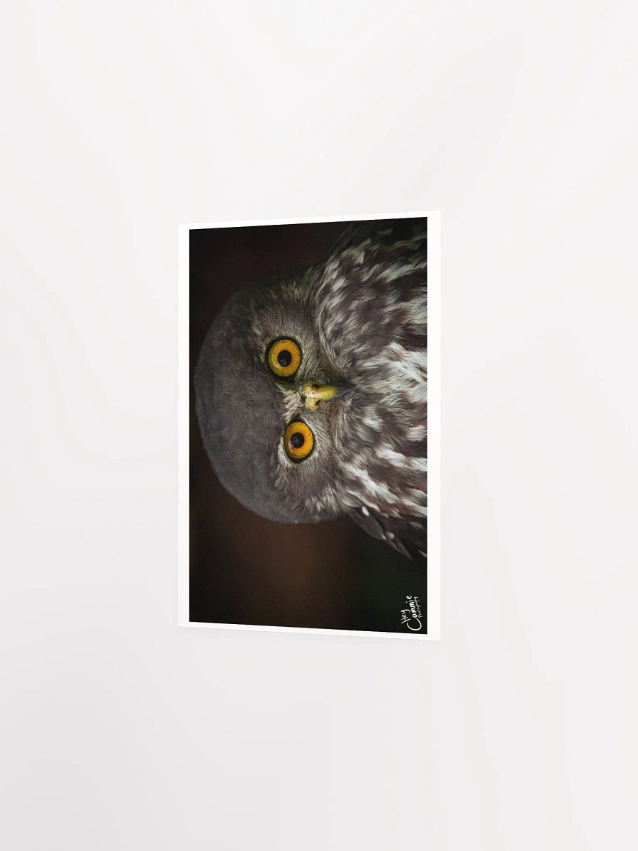 The Owl's Stare - Print product image (2)