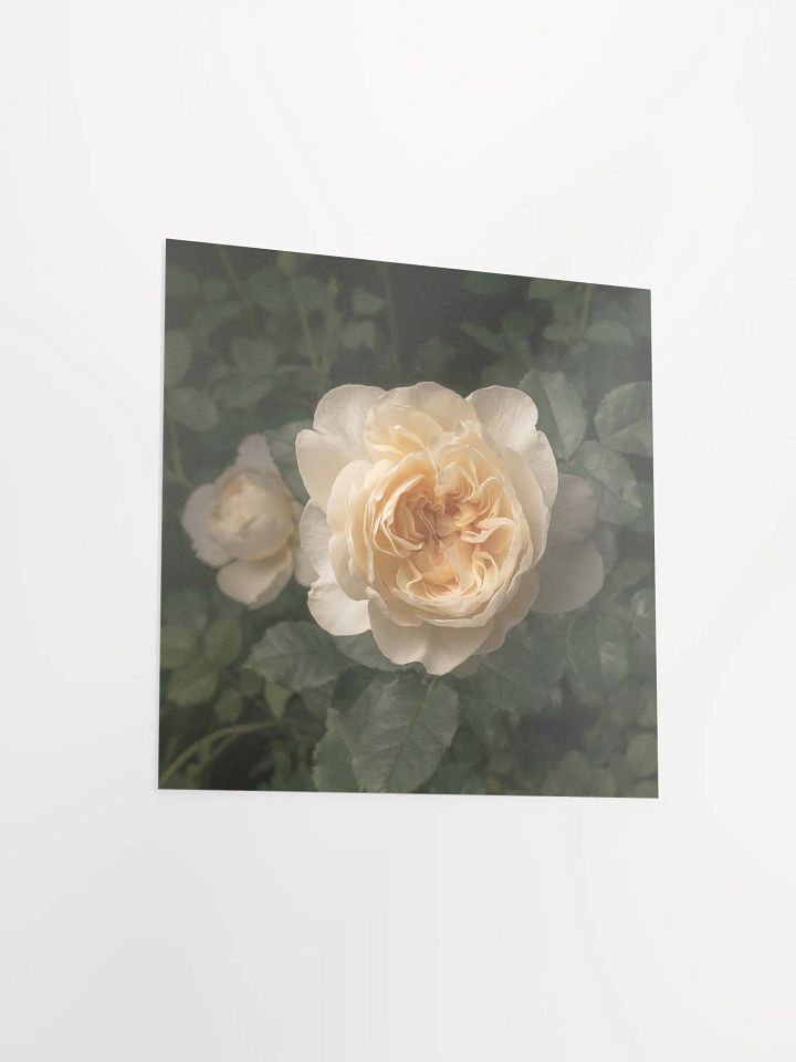Pale Ivory English Cottage Rose product image (1)
